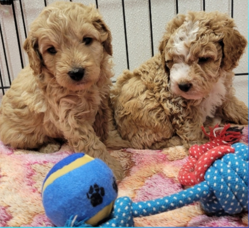 pups